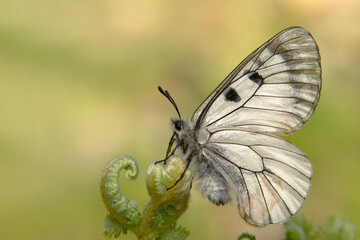 Macro shots, Beautiful nature scene. Closeup beautiful butterfly sitting on the flower in a summer garden.