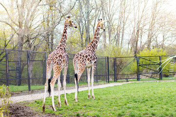 Two giraffes stand on a zoo station one after another looking away.