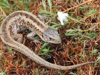 lizard on a rock