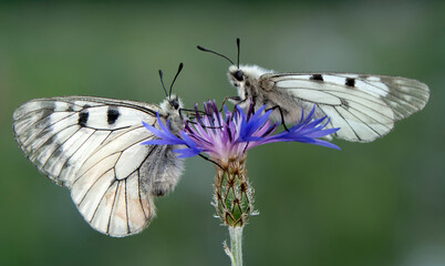 Macro shots, Beautiful nature scene. Closeup beautiful butterfly sitting on the flower in a summer garden.