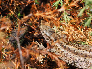 lizard on the ground