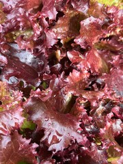 Looseleaf red lettuce close up as background. Textured leaves together with natural color make very fresh impression. 