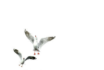 Obraz premium seagull in flight