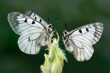 Macro shots, Beautiful nature scene. Closeup beautiful butterfly sitting on the flower in a summer garden.