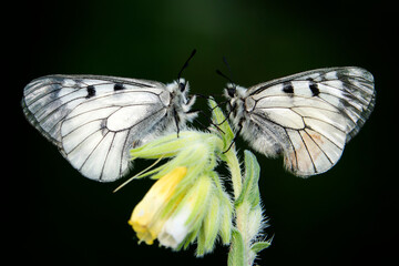 Macro shots, Beautiful nature scene. Closeup beautiful butterfly sitting on the flower in a summer garden.