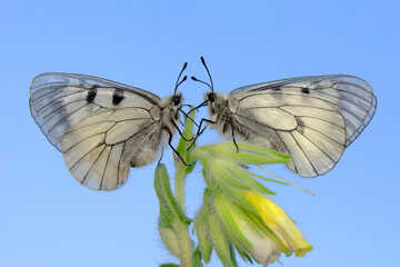 Macro shots, Beautiful nature scene. Closeup beautiful butterfly sitting on the flower in a summer garden.