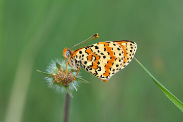 Obraz premium Macro shots, Beautiful nature scene. Closeup beautiful butterfly sitting on the flower in a summer garden.