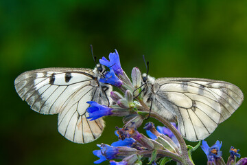 Macro shots, Beautiful nature scene. Closeup beautiful butterfly sitting on the flower in a summer garden.