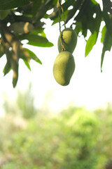 Fresh green mango in a garden 