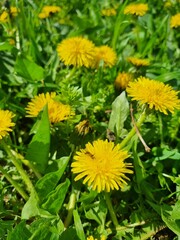 Yellow dandelions. Blooming dandelions in the spring on the background of a green lawn.