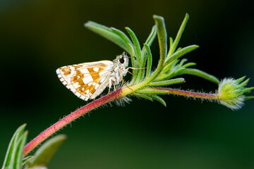 Macro shots, Beautiful nature scene. Closeup beautiful butterfly sitting on the flower in a summer garden.