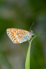 Macro shots, Beautiful nature scene. Closeup beautiful butterfly sitting on the flower in a summer garden.