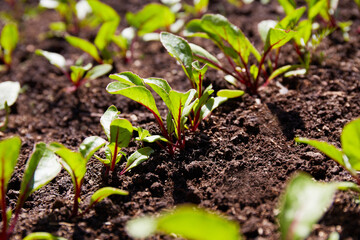 Young beet sprouts in the garden. Organic farming. Selective focus