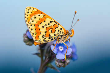 Macro shots, Beautiful nature scene. Closeup beautiful butterfly sitting on the flower in a summer garden.