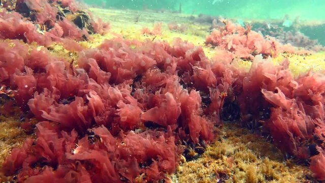 Red algae (Phyllophora crispa) which is used in food production to obtain agaroid.