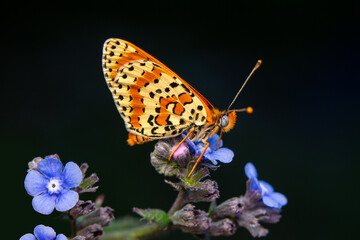 Macro shots, Beautiful nature scene. Closeup beautiful butterfly sitting on the flower in a summer garden.
