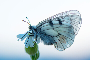 Macro shots, Beautiful nature scene. Closeup beautiful butterfly sitting on the flower in a summer garden.