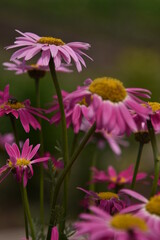 Fototapeta premium pink and purple flowers