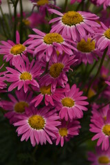 Obraz premium pink and yellow flowers