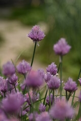 flowers in the garden