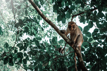 Mono salvaje parado en rama de arbol, en Monkey Trail, Ao Nang, Tailandia