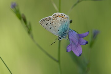 Common blue butterfly on a spreading bellflower in nature, small butterfly resting on a purple flower
