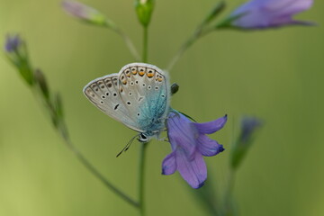 Common blue butterfly on a spreading bellflower in nature, small butterfly resting on a purple flower