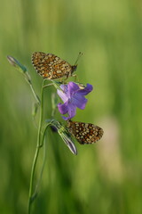 Two heath fritillary butterfly on a plant