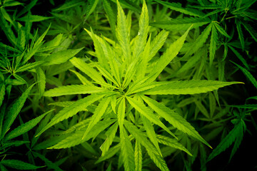 marijuana leaves cannabis plants a beautiful background