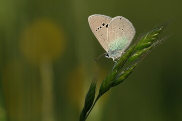 Lycaenidae butterfly on a plant