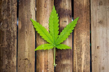 Fresh green marijuana leaf placed on dark wood