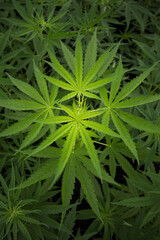 Naklejka na ściany i meble marijuana leaves cannabis plants a beautiful background