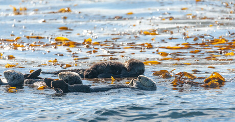 Sea otters floating in the waters of Monterrey Bay, California.
