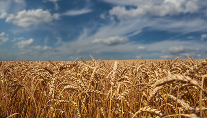 Wheat field, blue sky and white clouds.