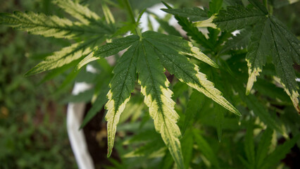 Cannabis with spotted or anomalies.