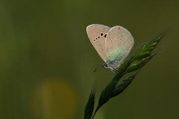 Lycaenidae butterfly on a plant