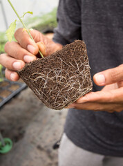 Professional cannabis cultivation grow the beautiful roots of the marijuana plant. Macro healthy cannabis roots. Roots In the hands of the grower. CBD in roots Marijuana.