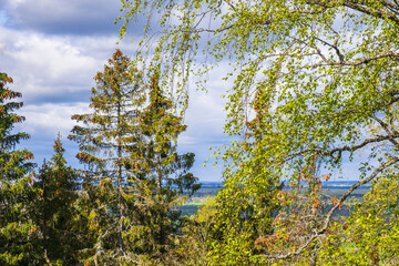 Landscape view from a forest viewpoint