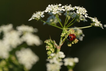 Ladybug on a flower in nature, selective focus shot