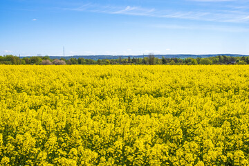 Field with flowering rapeseed in a beautiful summer landscape