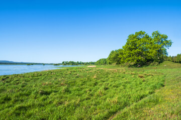 Fototapeta na wymiar Wet meadow by a lake in the summer