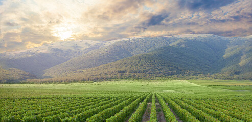 Scenic view the vineyards southern Cotes-du-Rhone Villages. Countryside landscape in Gordes, Vaucluse, Provence, France, Europe.