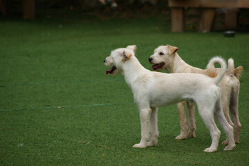 Obraz premium White puppies running and playing on the green grass