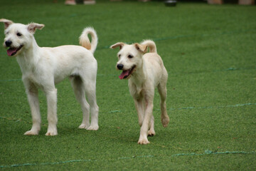 Obraz premium White puppies running and playing on the green grass