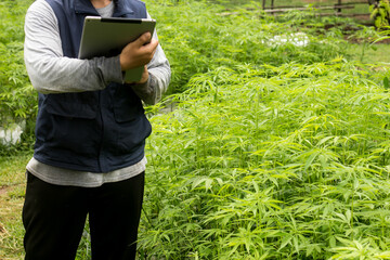 gardener using a tablet next to a canabis plantation plot