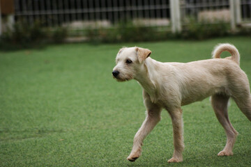 Fototapeta premium a white puppy on the green grass