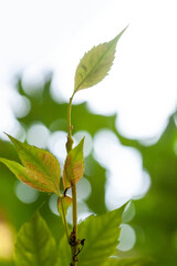 Sun beams and green leaves background