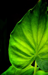 close up of leaf