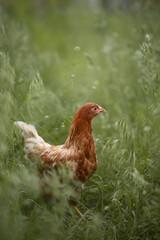 Photo of a young red chicken in the green grass.