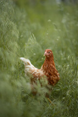 Photo of a young red chicken in the green grass.